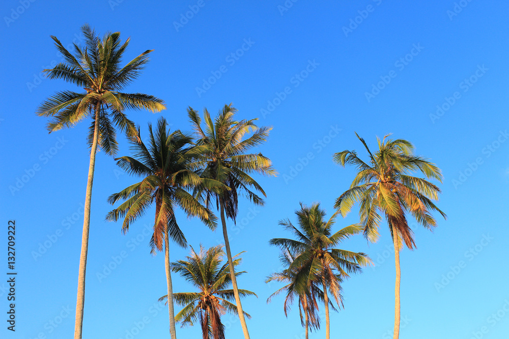 Coconut plam tree on blue sky background