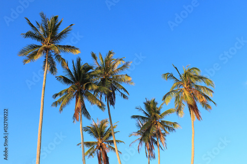 Coconut plam tree on blue sky background © foto76