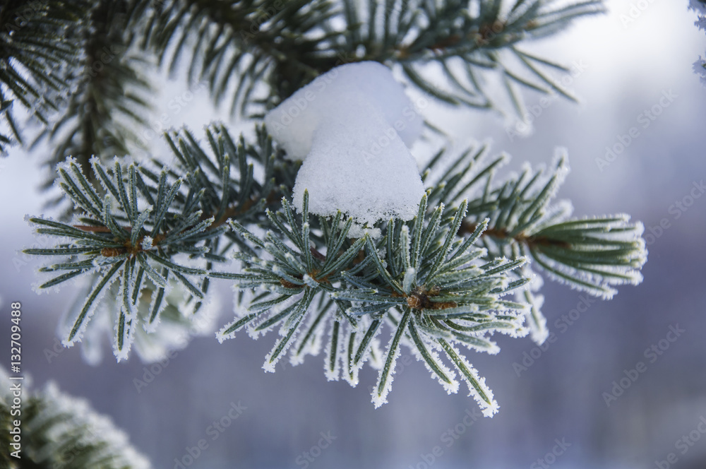 The fir branch covered by the snow