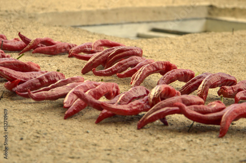 driying red chili paprika on a wall photo