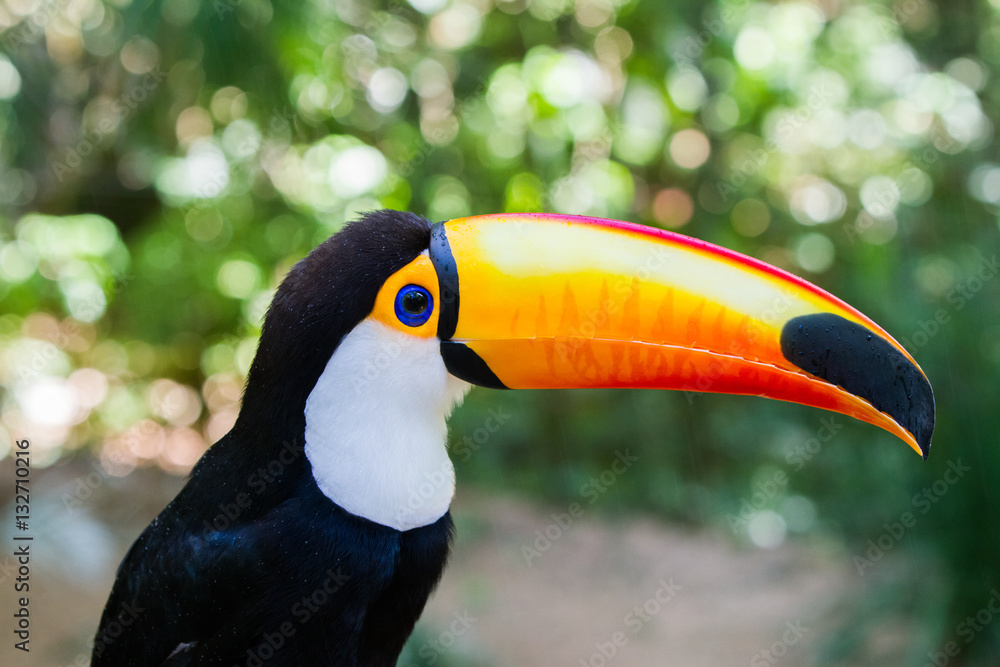 Close-up of the toco toucan Ramphastos toco. Close-up of the toco toucan Ramphastos toco.
