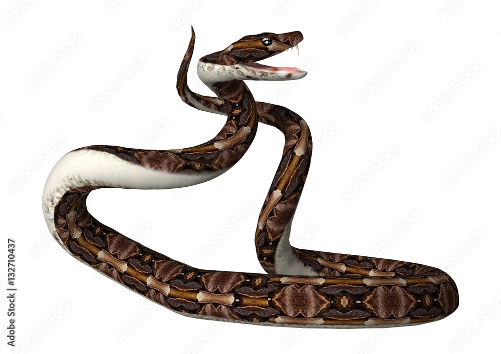 3D Rendering Gaboon Viper Snake on White 3D Rendering Gaboon Viper Snake on White