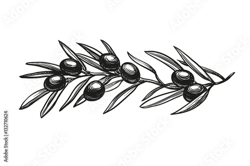 vector illustration of olive branch