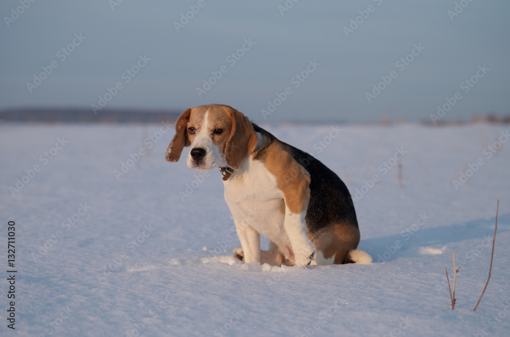 Portrait of a Beagle in the snow