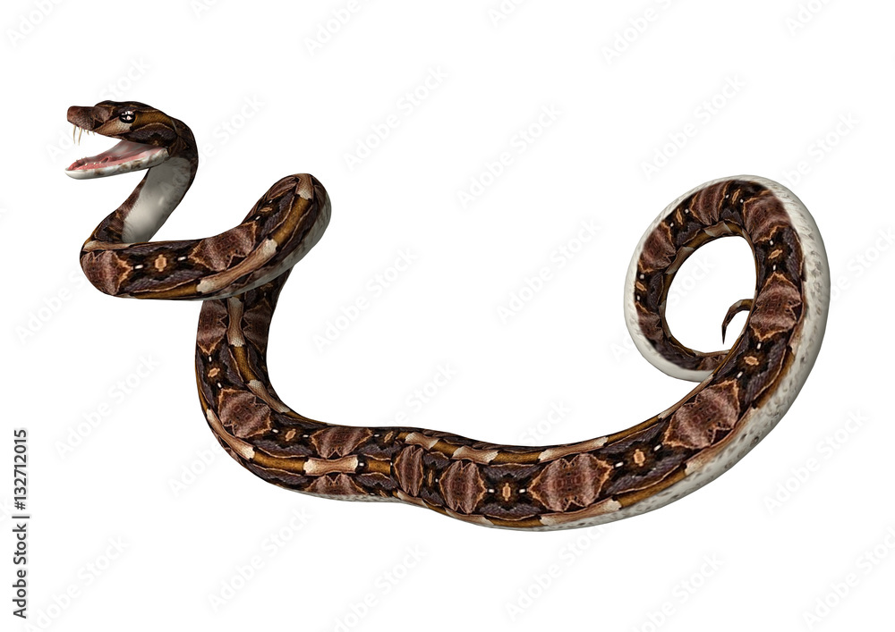3D Rendering Gaboon Viper Snake on White 3D Rendering Gaboon Viper Snake on White