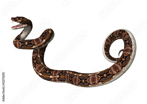 3D Rendering Gaboon Viper Snake on White