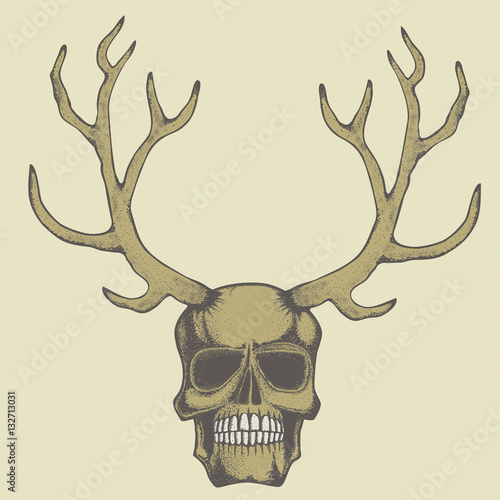 Vector skull illustration