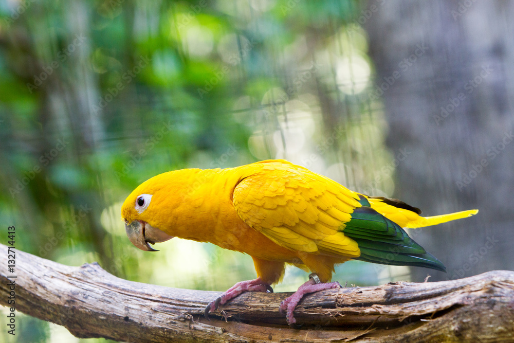 Fototapeta premium The golden parakeet or golden conure (Guaruba guarouba), yellow parrot with green-tipped wings and tan eye-spots
