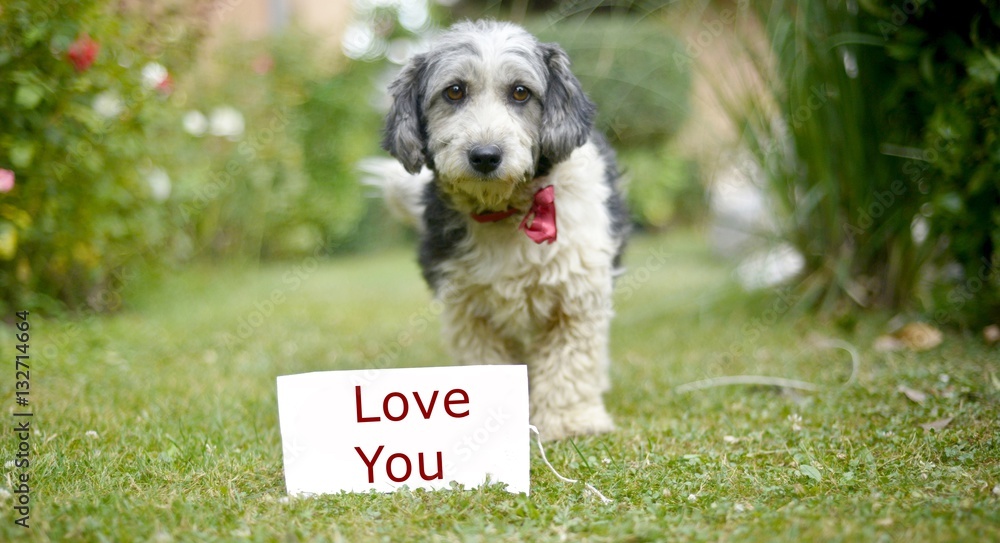 Fototapeta premium The cute black and white adopted dog