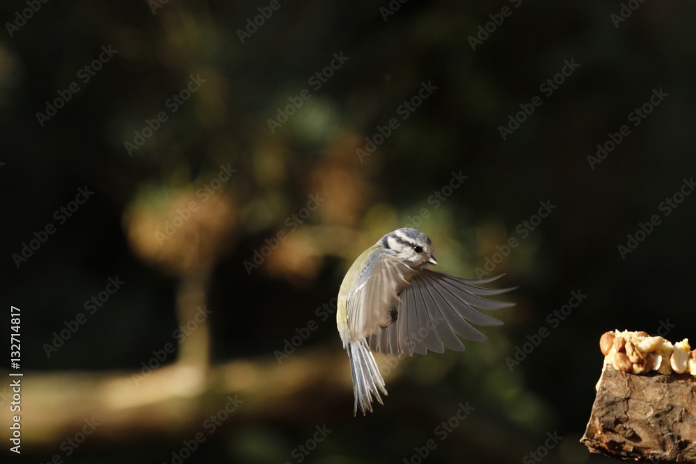 Obraz premium blue tit