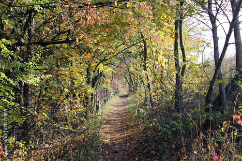 romantic forest in the fall