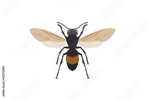 insect on white background