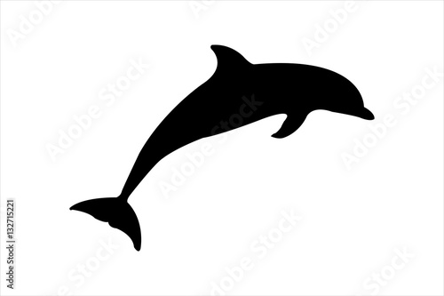 dolphin on white background