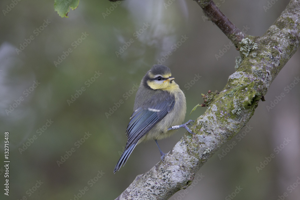 blue tit