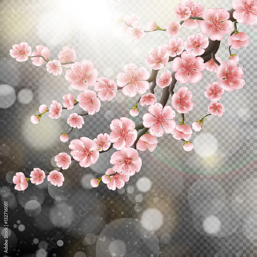 Blossoming pink sakura flowers. EPS 10