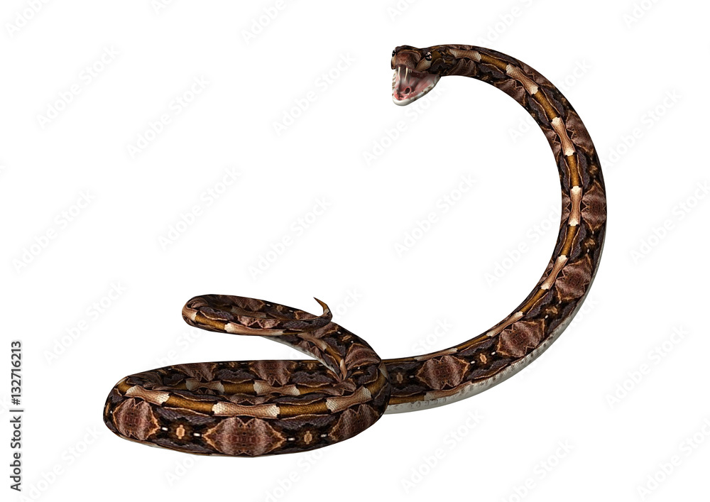 3D Rendering Gaboon Viper Snake on White 3D Rendering Gaboon Viper Snake on White