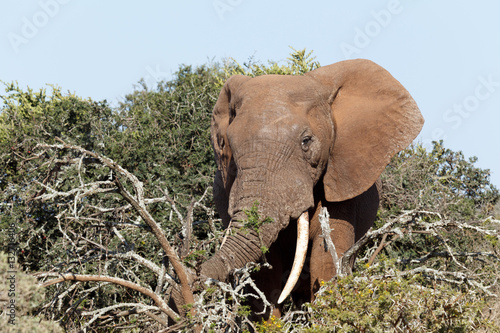 Bush Elephant breaking the branches with his trunk