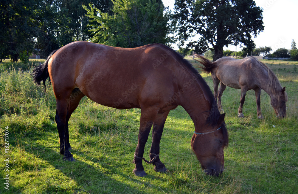 Horse herd on the pasture