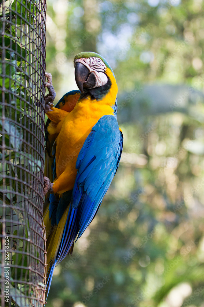 Obraz premium The blue-and-yellow macaw (Ara ararauna), also known as the blue-and-gold macaw