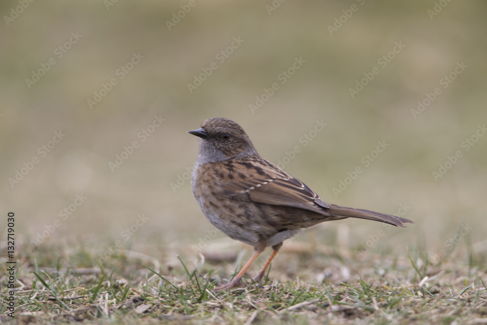 dunnock dunnock