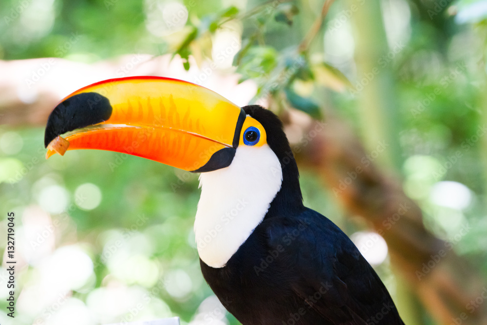 Close-up of the toco toucan Ramphastos toco. Close-up of the toco toucan Ramphastos toco.