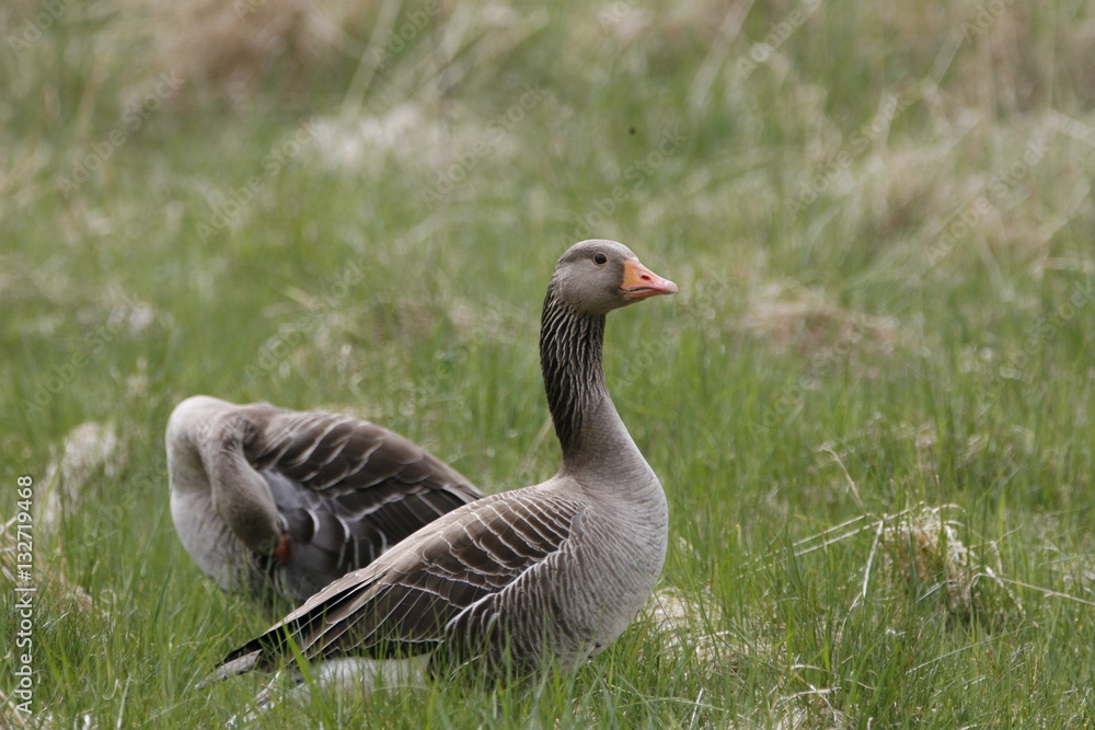 greylag goose greylag goose