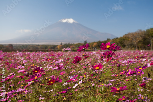 Field of cosmos flowers and Mountain Fuji in autumn season at Yamanakako Hanano Miyako Koen