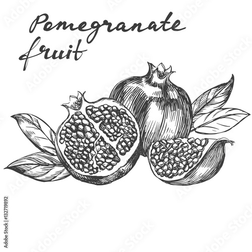 fruit pomegranate set hand drawn vector illustration realistic sketch
