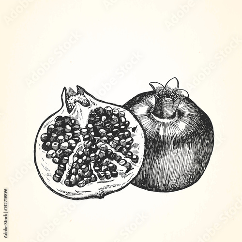 Hand-drawn illustration of Pomegranate. Vector