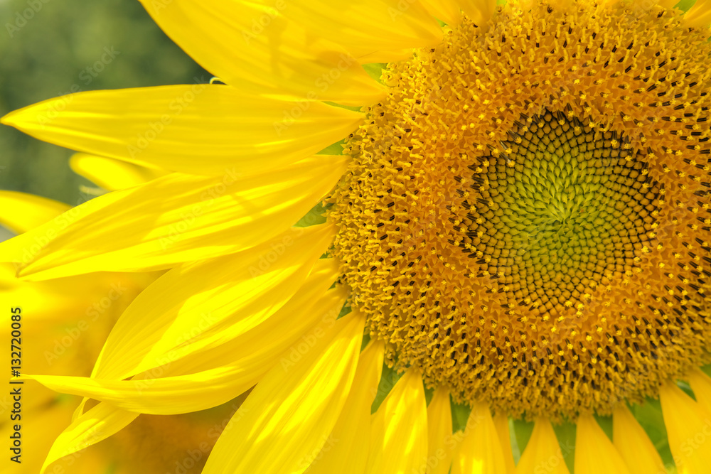 Sunflowers blooming against a bright sky Sunflowers blooming against a bright sky