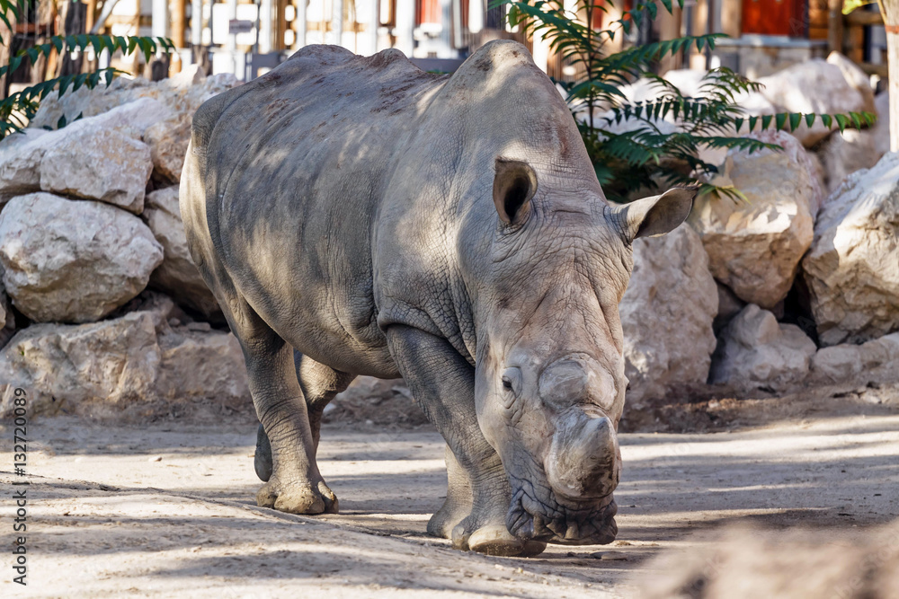 Naklejka premium Rhinoceros in the zoo