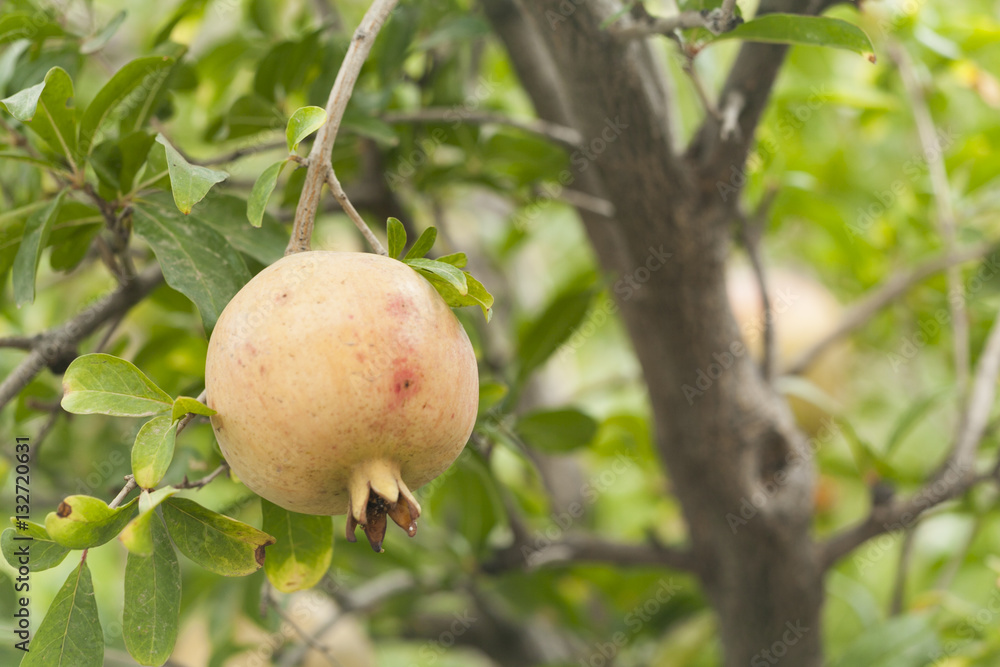 Pomegranate fruit on a tree branch Pomegranate fruit on a tree branch