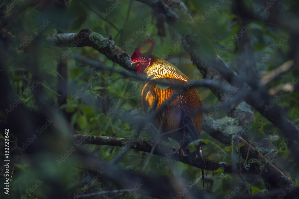 Sri Lanka junglefowl in Ella, Sri Lanka Sri Lanka junglefowl in Ella, Sri Lanka