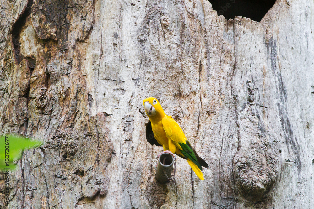 The golden parakeet or golden conure (Guaruba guarouba), yellow parrot with green-tipped wings and tan eye-spots The golden parakeet or golden conure (Guaruba guarouba), yellow parrot with green-tipped wings and tan eye-spots