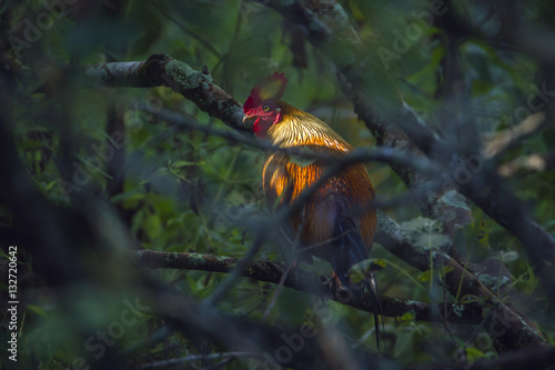 Sri Lanka junglefowl in Ella, Sri Lanka