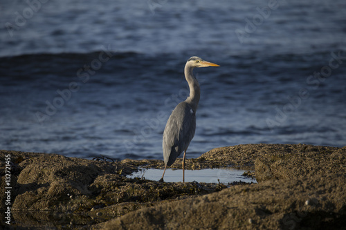 grey heron