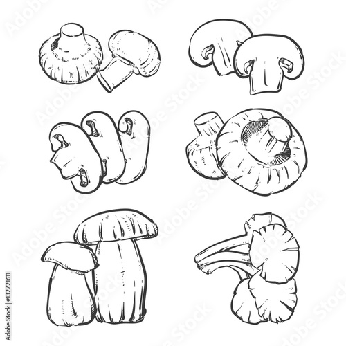 Drawing mushrooms isolated outline on white background. Oyster m
