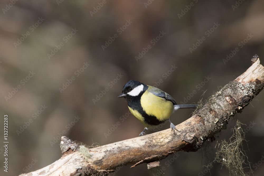 great tit