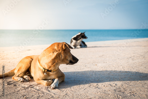 Fototapeta Naklejka Na Ścianę i Meble -  two dogs watching something