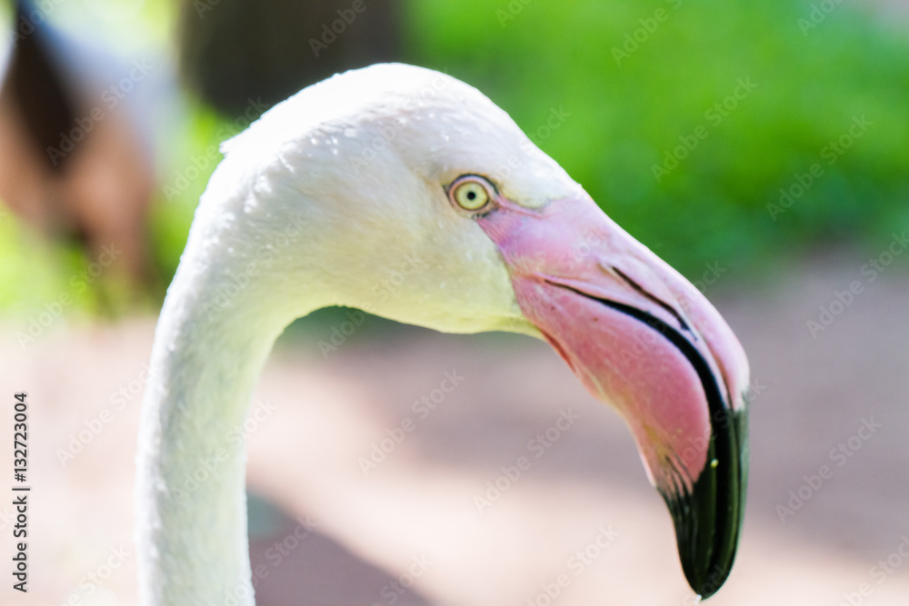Obraz premium white flamingos at Iguazu Waterfalls