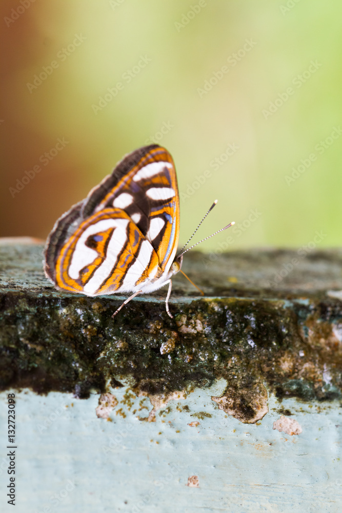 Close-up of colorful butterfly at Iguazu Falls Close-up of colorful butterfly at Iguazu Falls