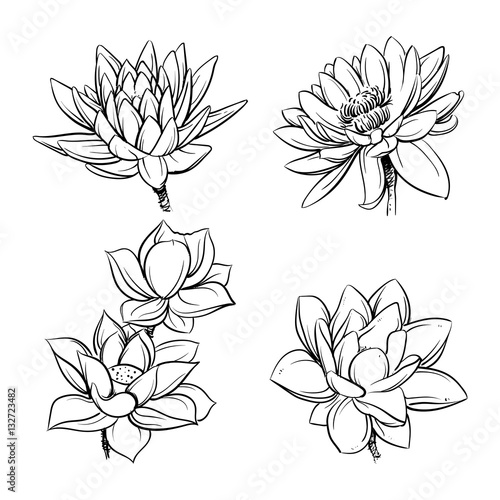 Lotus flowers, Sketch vector illustration, Lotus clip art