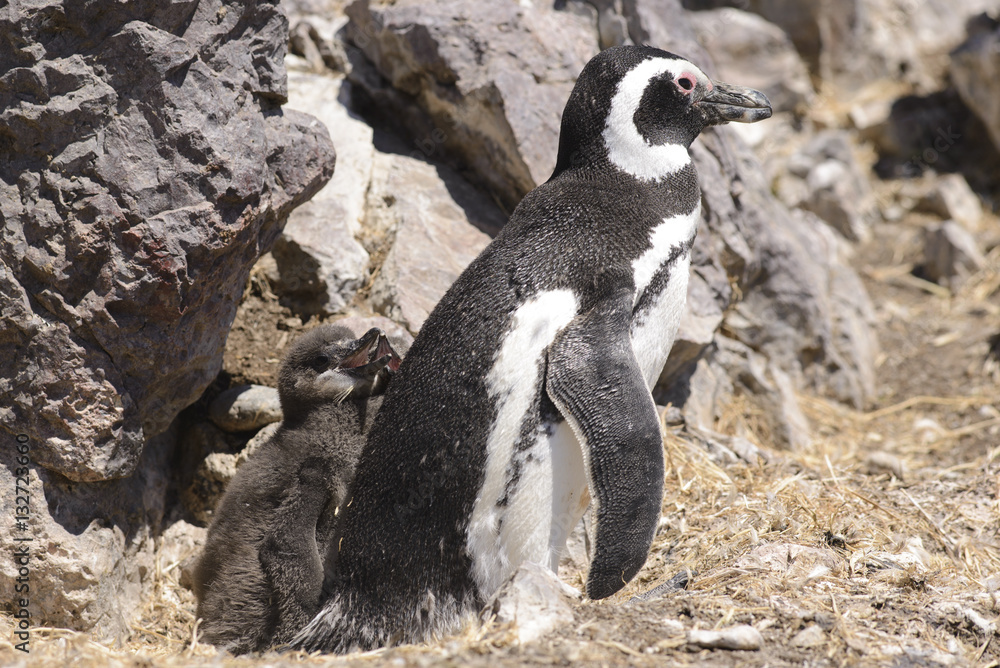 Fototapeta premium Pinguino de Magallanes con Pichon.