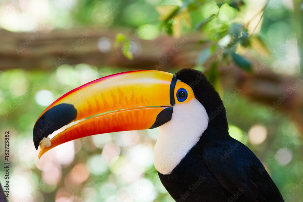 Close-up of the toco toucan Ramphastos toco. Close-up of the toco toucan Ramphastos toco.