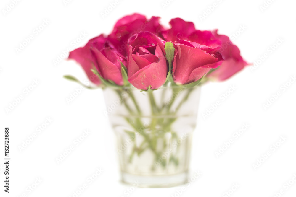 Pink rose flower in glass isolated on white background Pink rose flower in glass isolated on white background