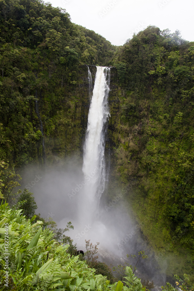 ハワイ島最大の滝　アカカ・フォールズ