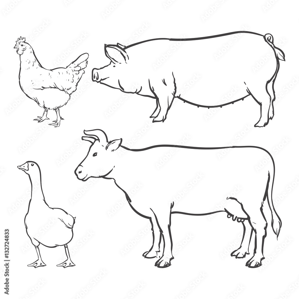 Duck and chicken isolated on a white background, Animal Clip art Duck and chicken isolated on a white background, Animal Clip art