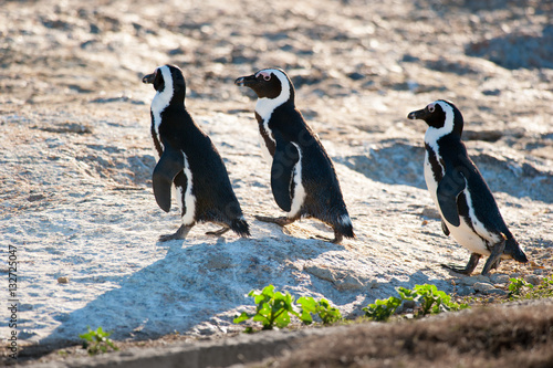 Three penguins marching