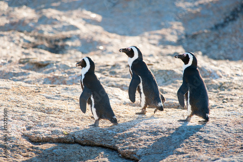 Three penguins marching on a rock