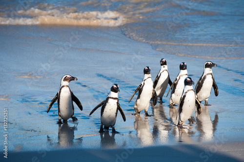 seven penguins reaching the beach